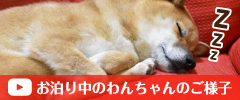 お泊り中のわんちゃんのご様子
