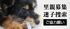 里親募集迷子捜索